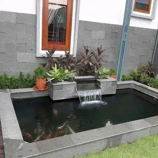 tukang kolam ikan koi